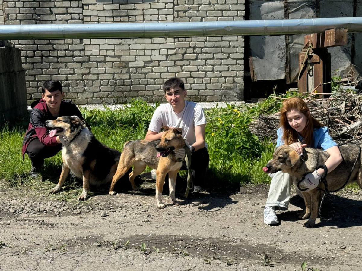 Иностранные студенты УлГТУ оказали помощь животным приюта «Ковчег» Иностранные студенты УлГТУ оказали помощь животным приюта «Ковчег»